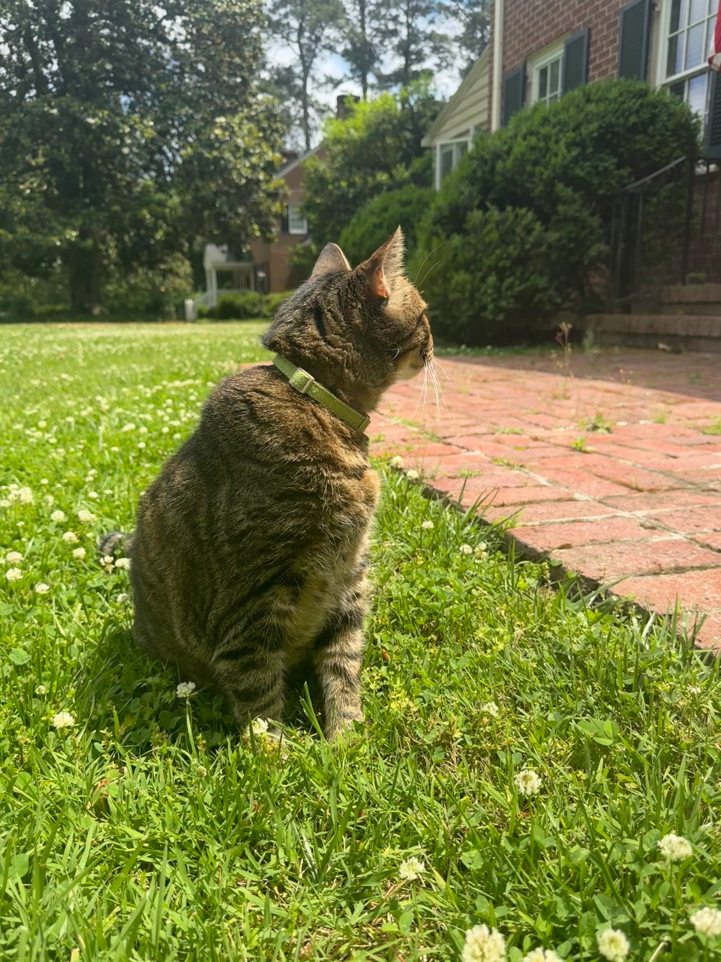 Hemp Fabric Green Breakaway Cat Collar